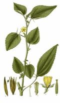 Corchorus olitorius